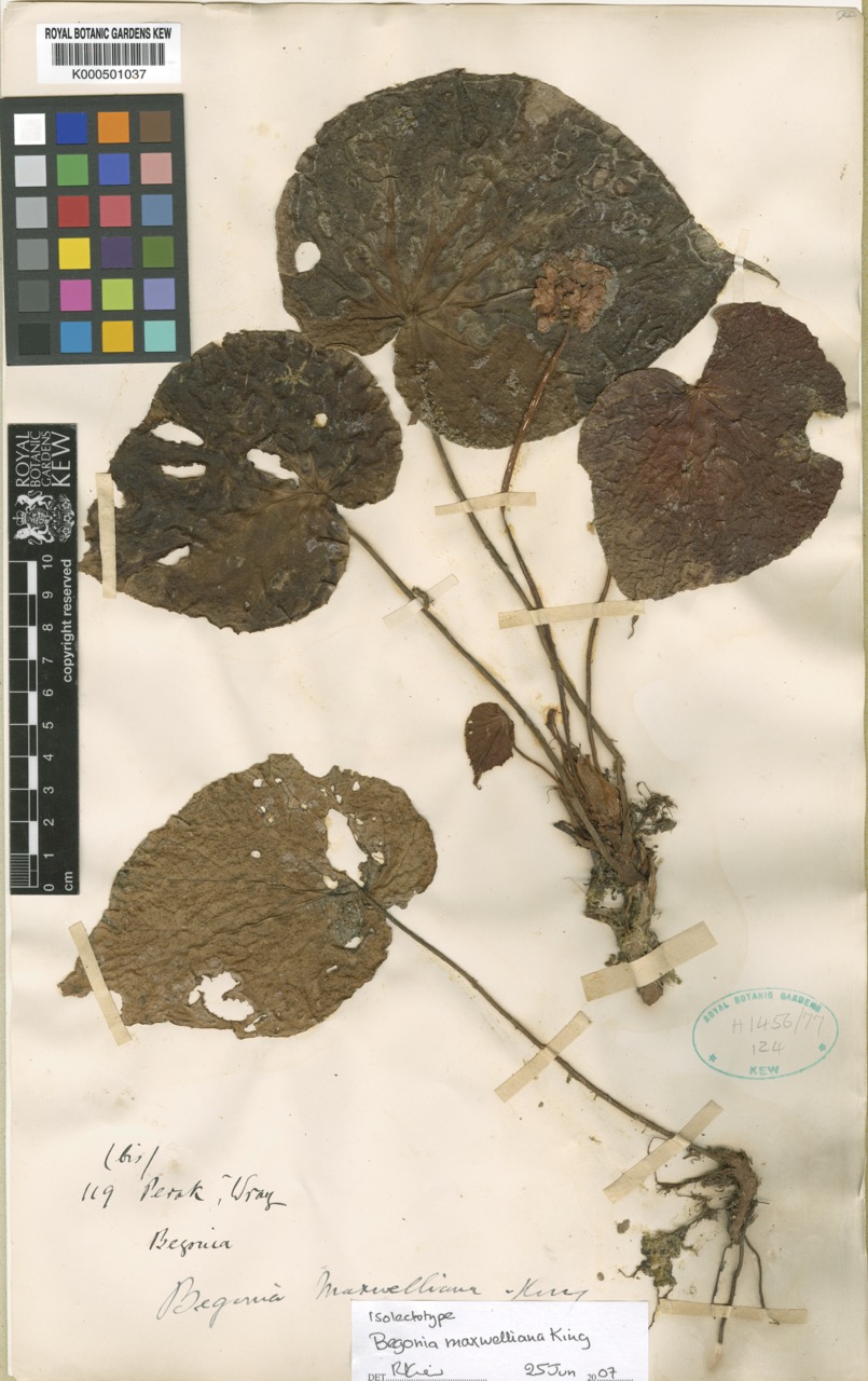 B. maxwelliana